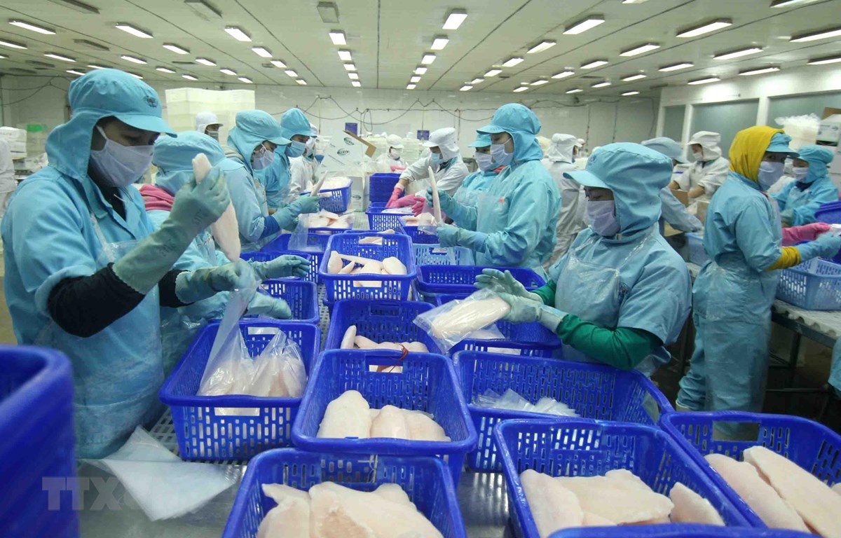 Chế biến cá tra xuất khẩu tại nhà máy của Tập đoàn Sao Mai (tỉnh Đồng Tháp). (Ảnh minh họa TTXVN)
