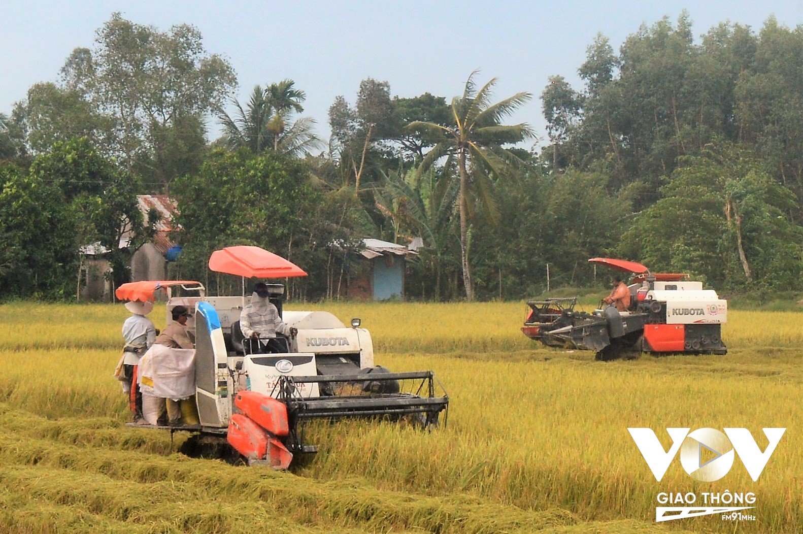 Tiếp tục phát huy thế mạnh, niên vụ 2022 - 2023, ĐBSCL sẽ tập trung gieo các giống lúa chất lượng cao, cho gạo ngon để cung ứng thị trường quốc tế.