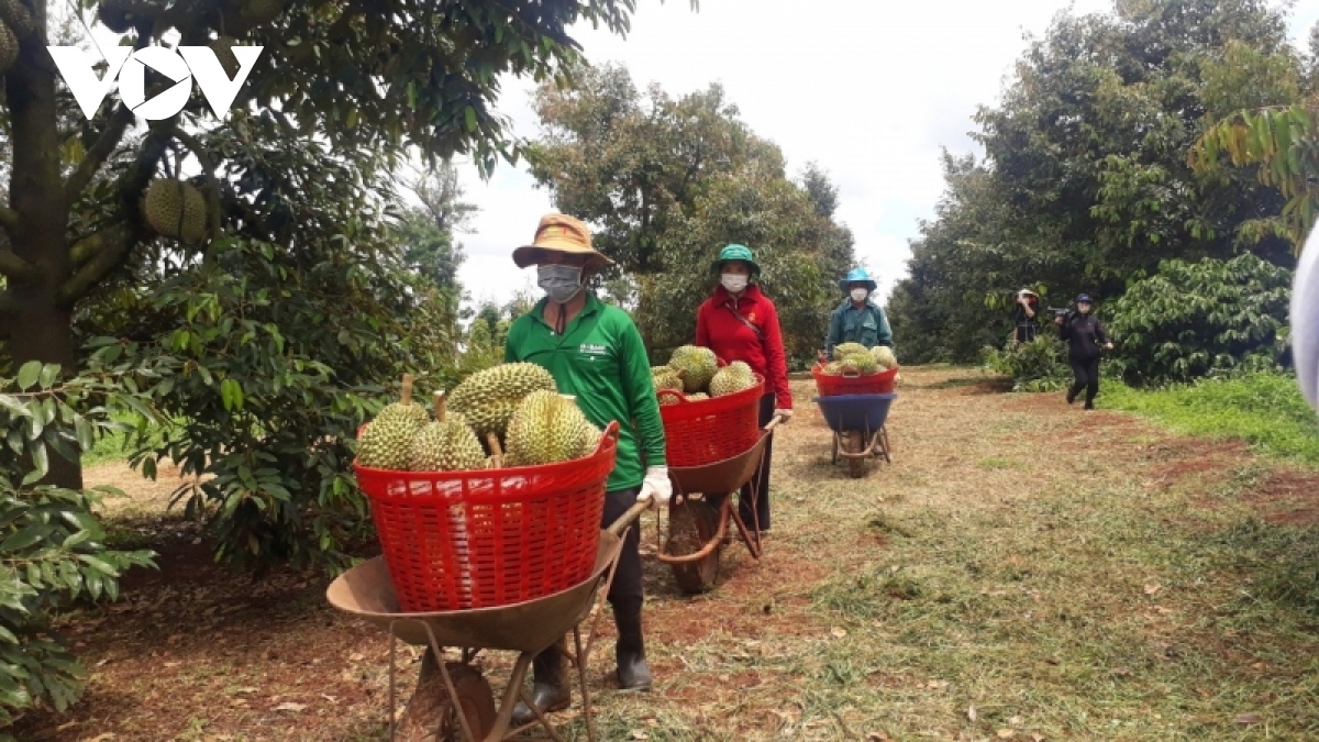 Bà con không nên vội vàng trồng ồ ạt sầu riêng