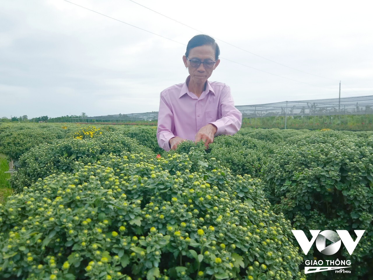 Chủ nhiệm Hội quán Tôi Yêu Màu Tím Trần Văn Tiếp đang lai tạo nhiều giống hoa mới để đưa ra thị trường.