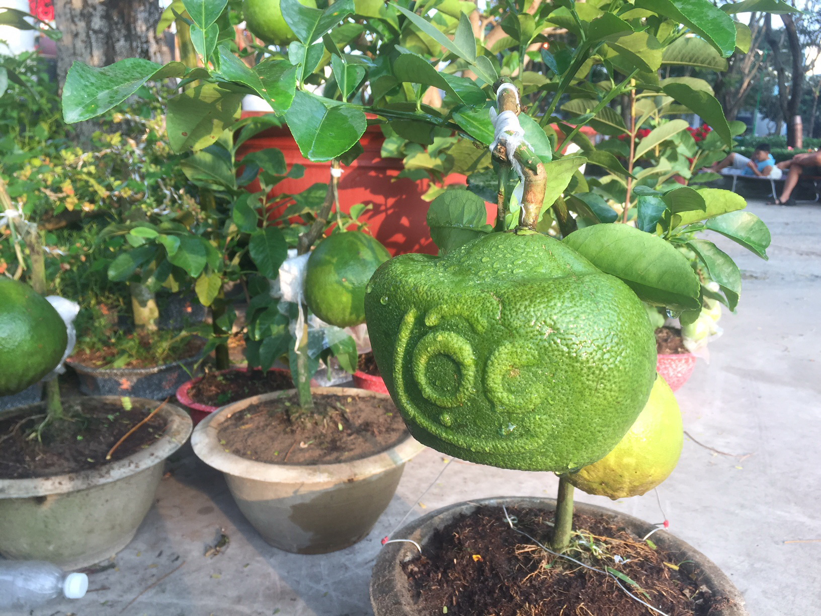 Trái cây có hình chữ Lộc được ưa chuộng (ảnh minh hoạ: nguoilaodong.vn)