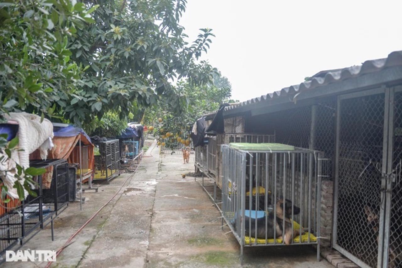 Hiện nhóm cứu hộ có tên Sân Nhà Nhiều Chó do anh Quang sáng lập vào năm 2021 đang nuôi dưỡng, chăm sóc khoảng 300 chú 'thú cưng' đủ các chủng loại, kích cỡ… - Ảnh Dân Trí