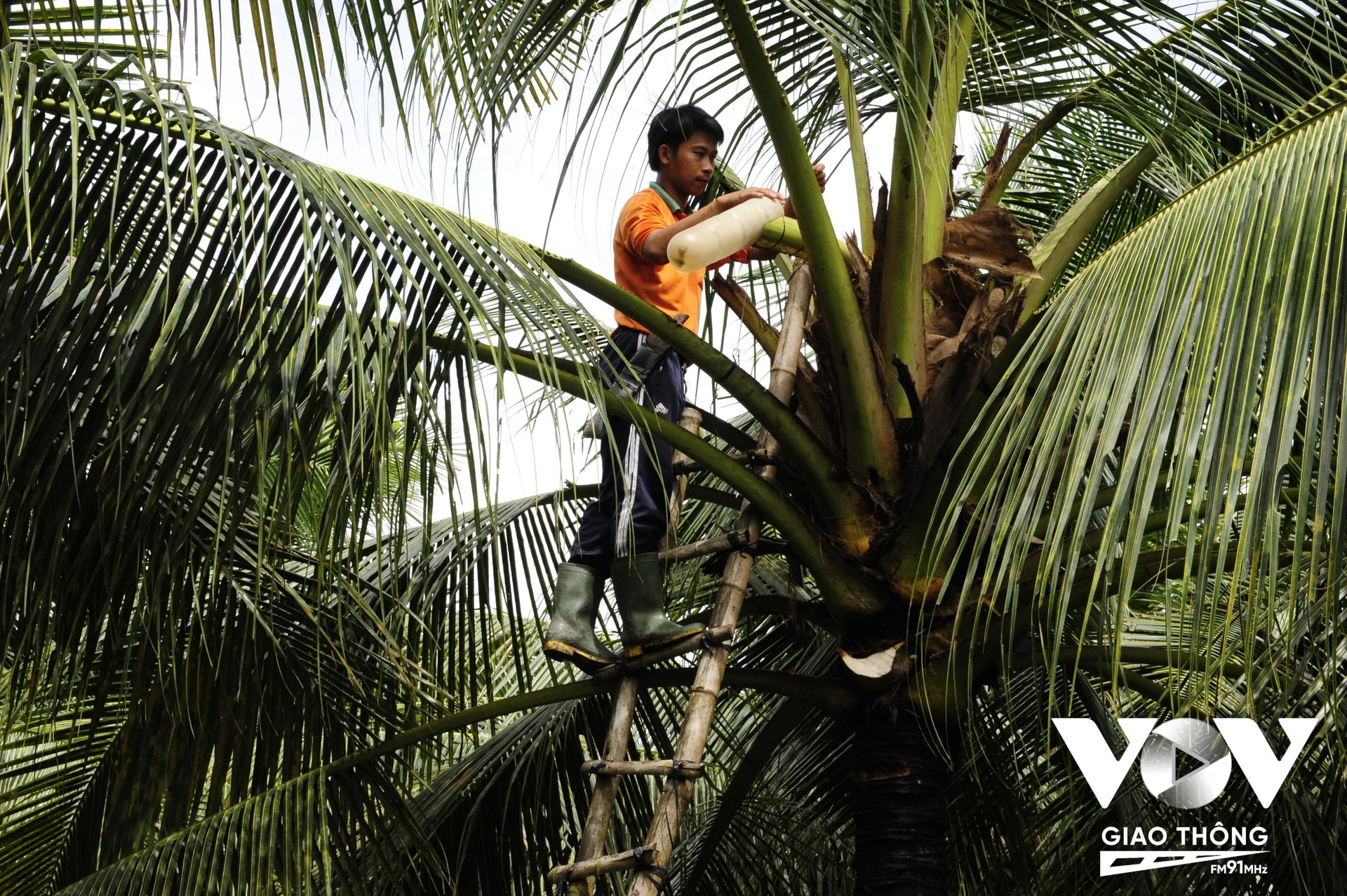 Trà Vinh quy hoạch hẳn 22 hecta dừa để lấy mật, đóng góp vào 'thị phần' xuất khẩu đem về triệu USD.