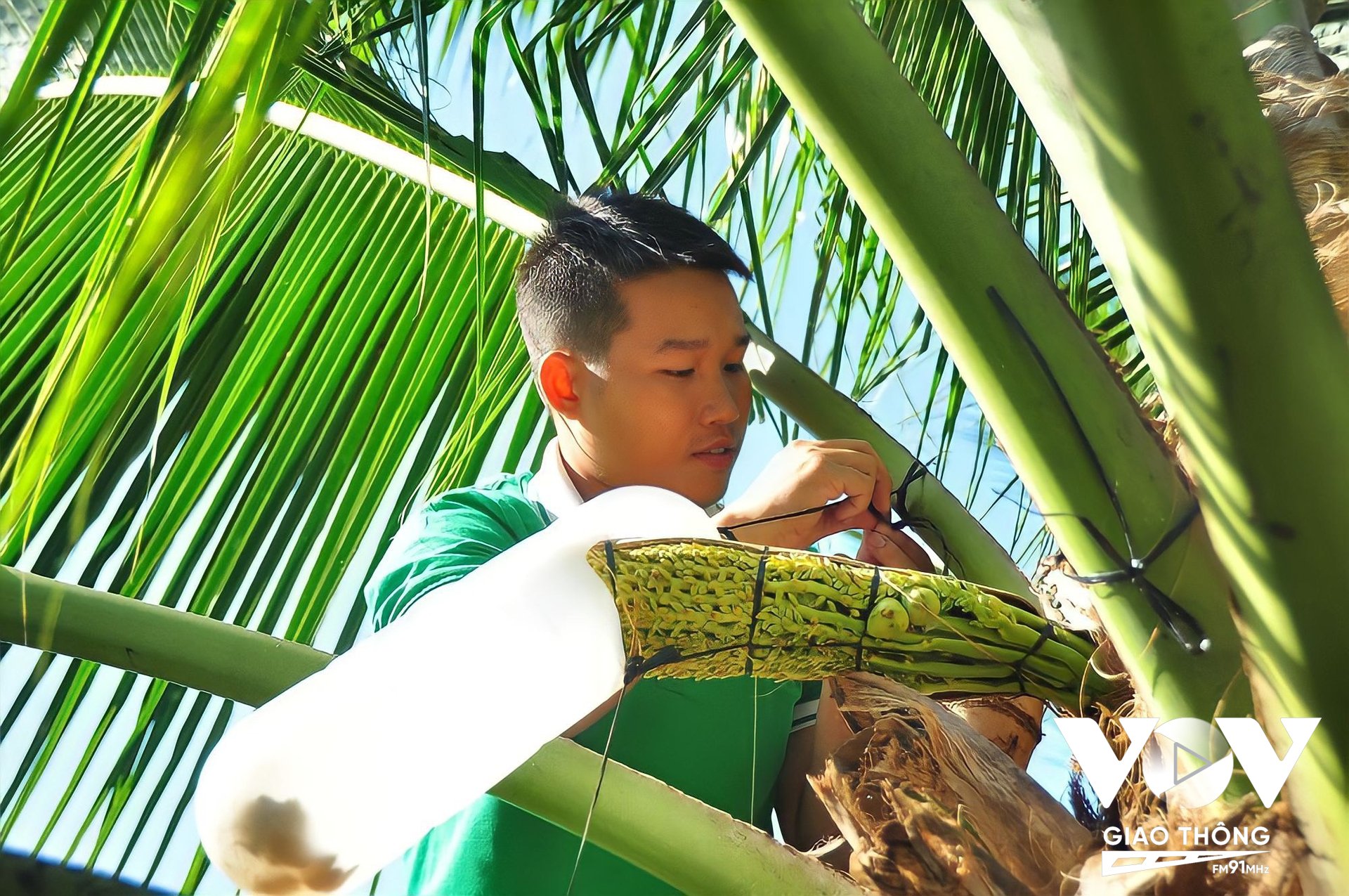 Trà Vinh quy hoạch hẳn 22 hecta dừa để lấy mật, đóng góp vào 'thị phần' xuất khẩu đem về triệu USD.