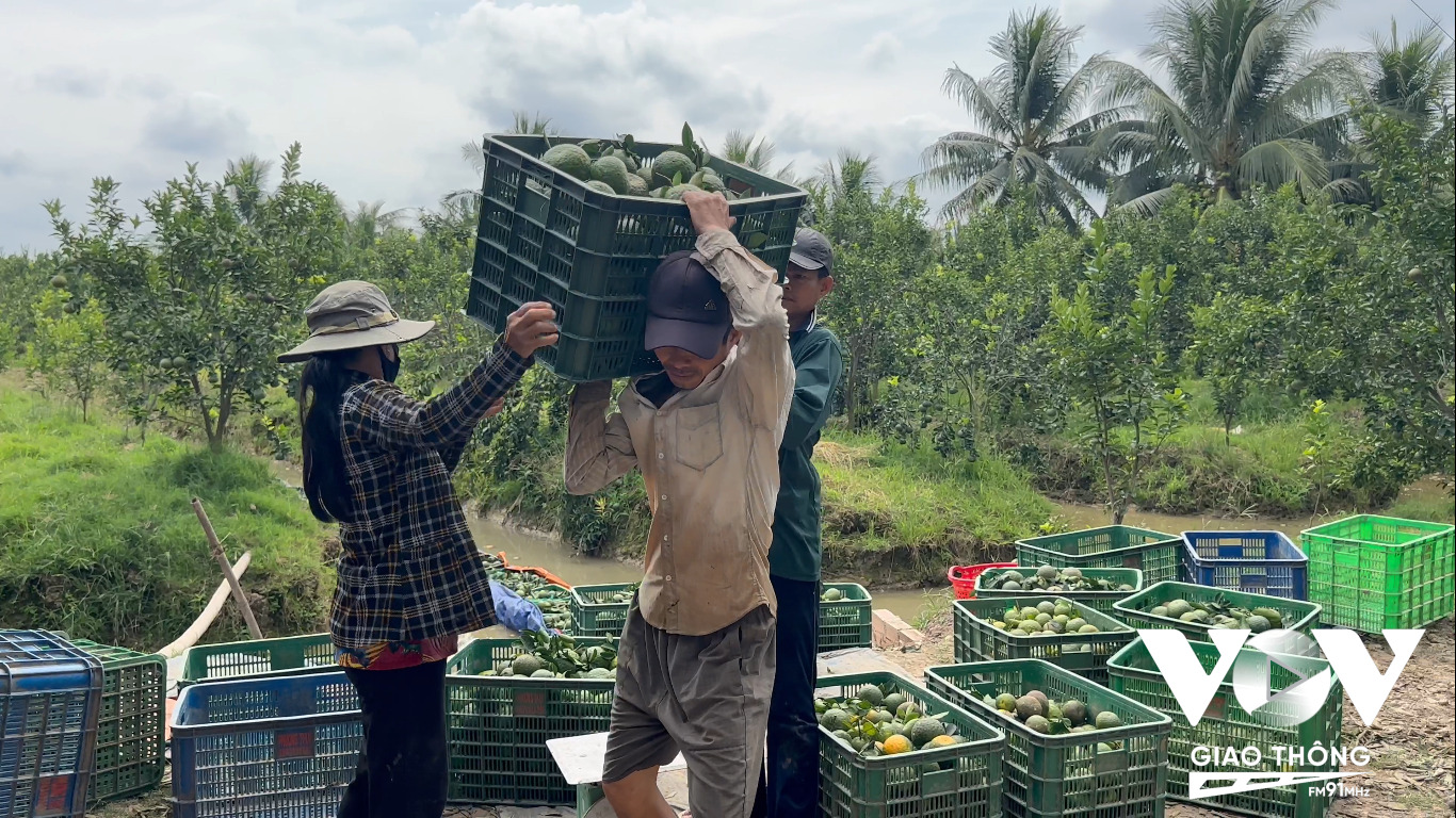 Nhà vườn 'hy sinh' 1 vụ trái để nuôi dưỡng cây cho vụ tới