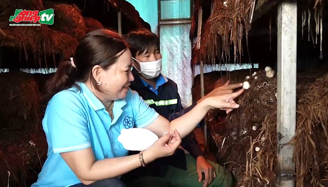 Mô hình trồng nấm rơm trong nhà kín của bà Hằng (ảnh: Nông nghiệp TV)