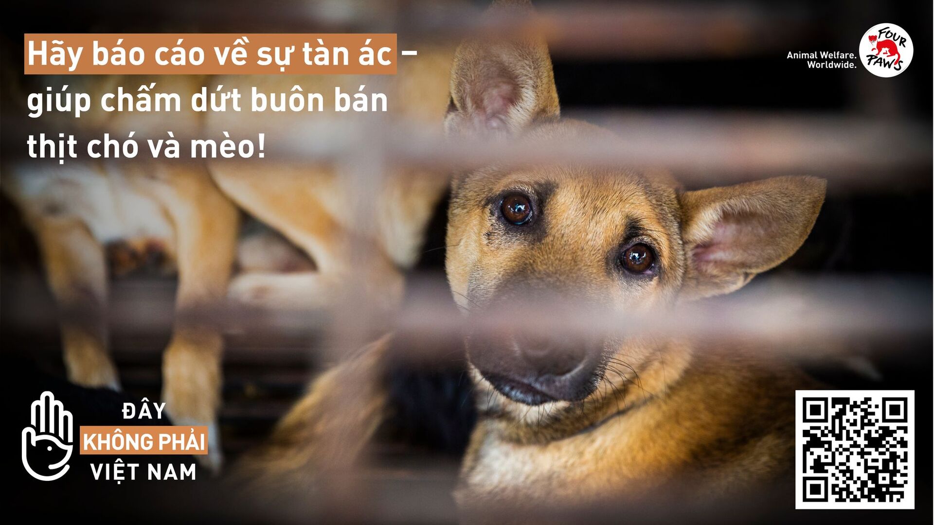 Chỉ trong vòng 2 tháng triển khai, đã có hơn 150 báo cáo về hoạt động buôn bán, giết thịt hơn 2000 con chó, mèo... tại Quảng Nam, Đà Nẵng và một số tỉnh thành trên cả nước