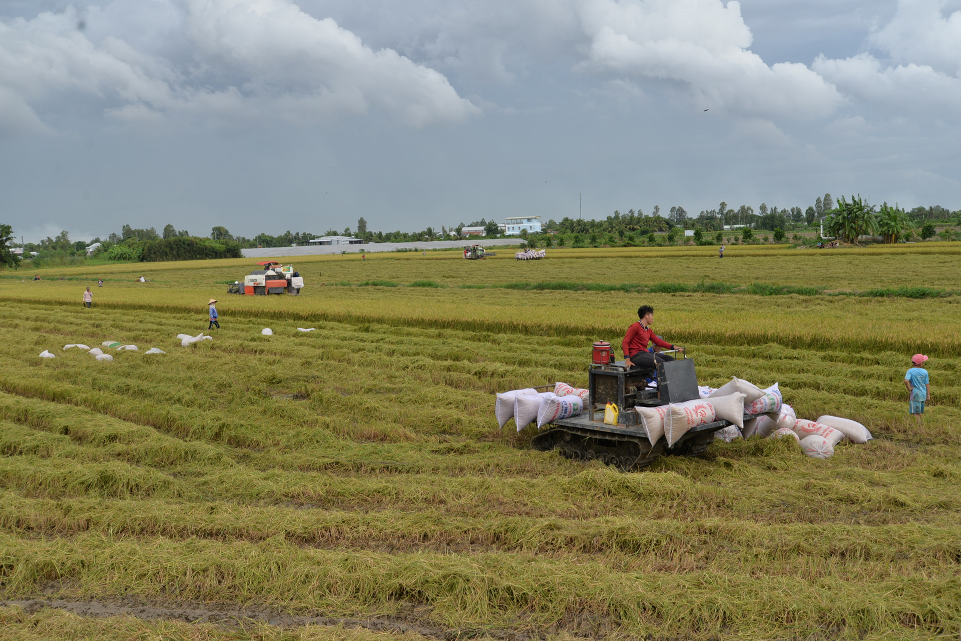 Xuất khẩu gạo của Việt Nam đang trên đà tăng trưởng ổn định