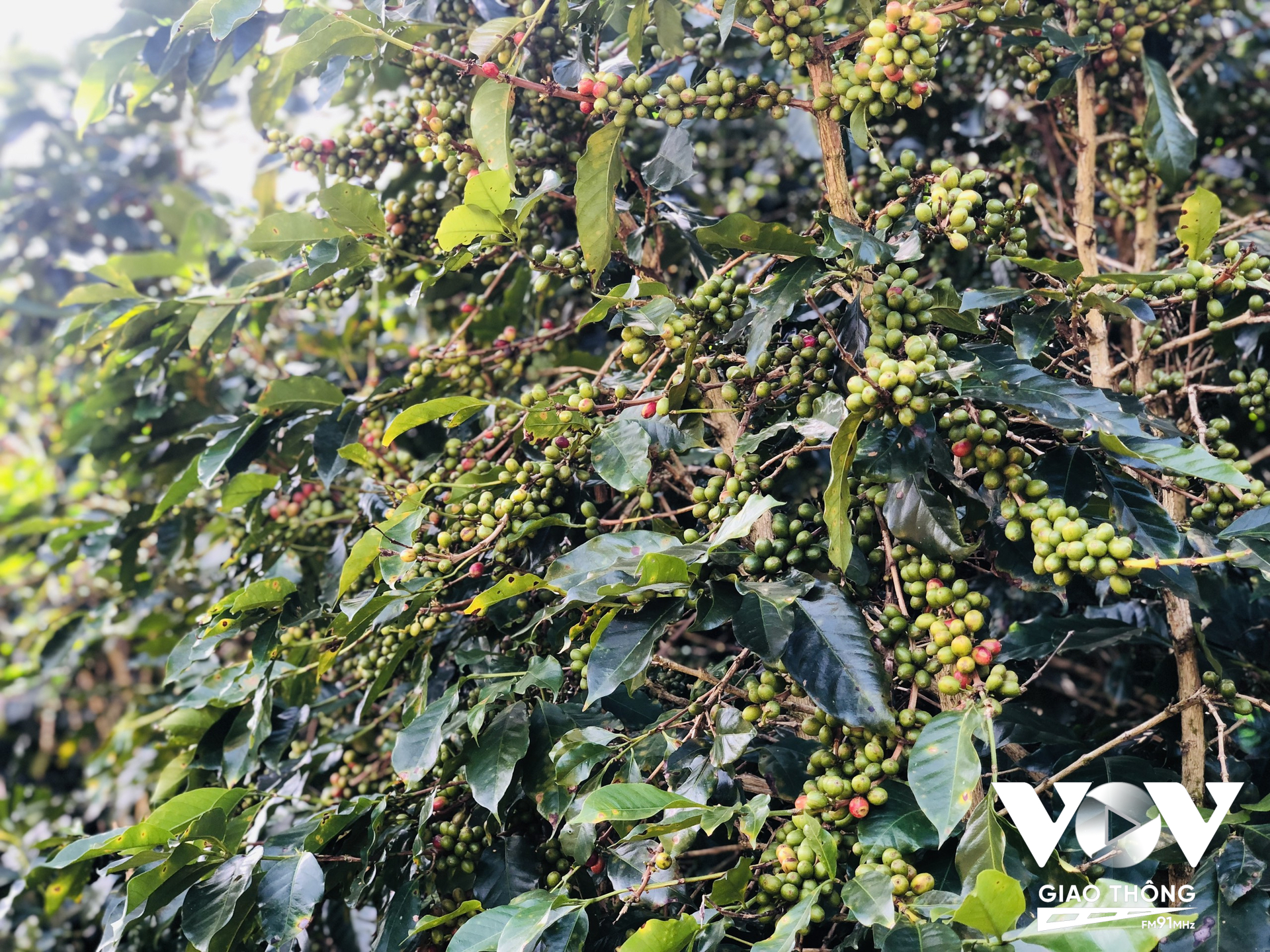 Cà phê Arabica trồng ở Đà Lạt được coi là chất lượng nhất