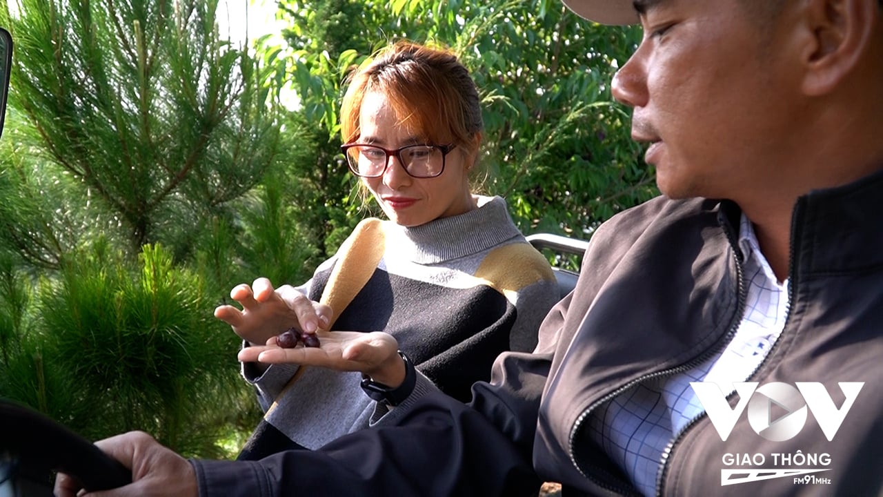 Anh Quang và chị Tuyết khởi sự với cà phê Arabica từ năm 2019