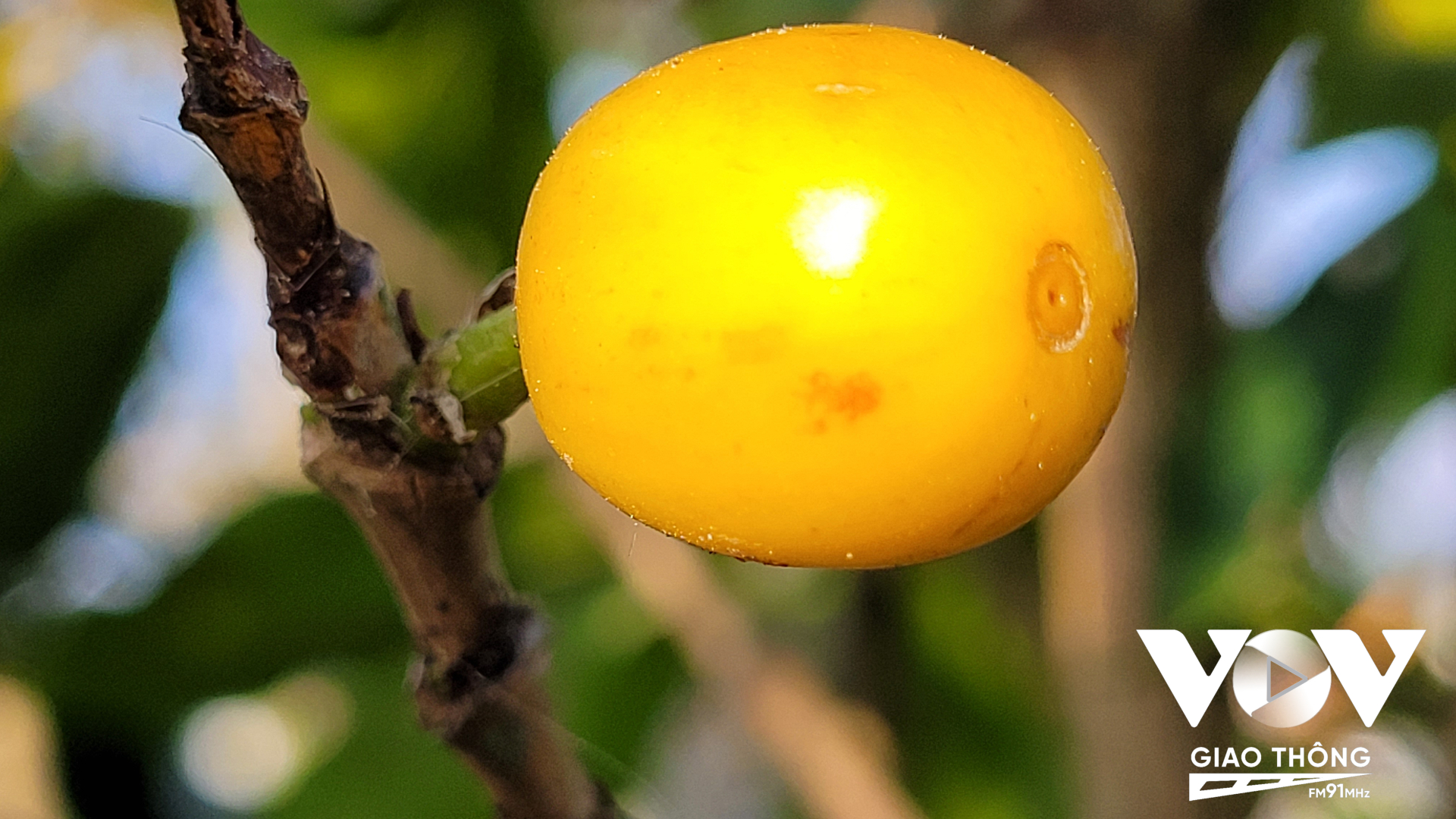 Dòng Yellow Bourbon (Cà phê vàng)