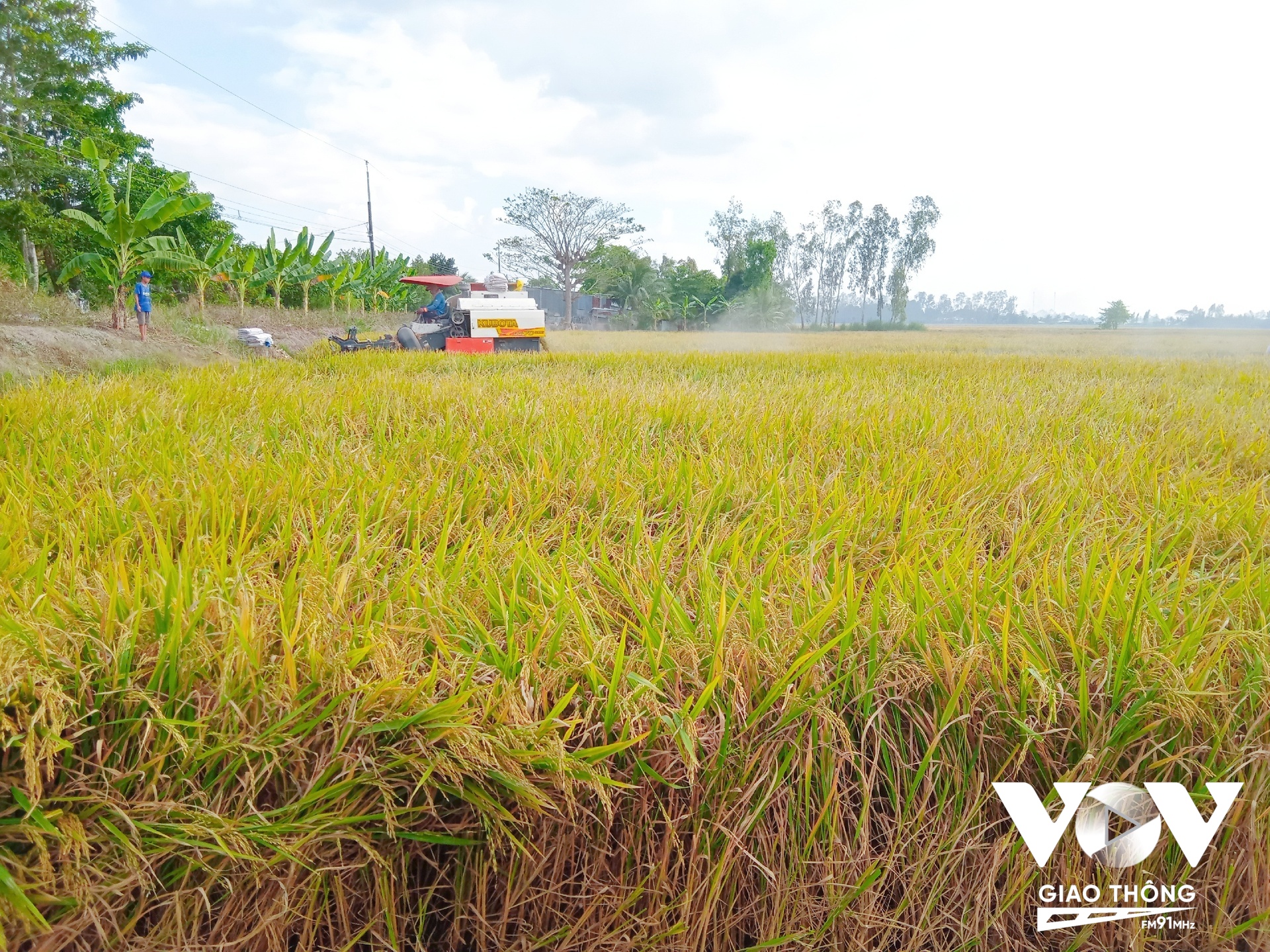 Ngành gạo của Việt Nam đi từ cạnh tranh về giá thành sang cạnh tranh về chất lượng, dinh dưỡng và tính bền vững.
