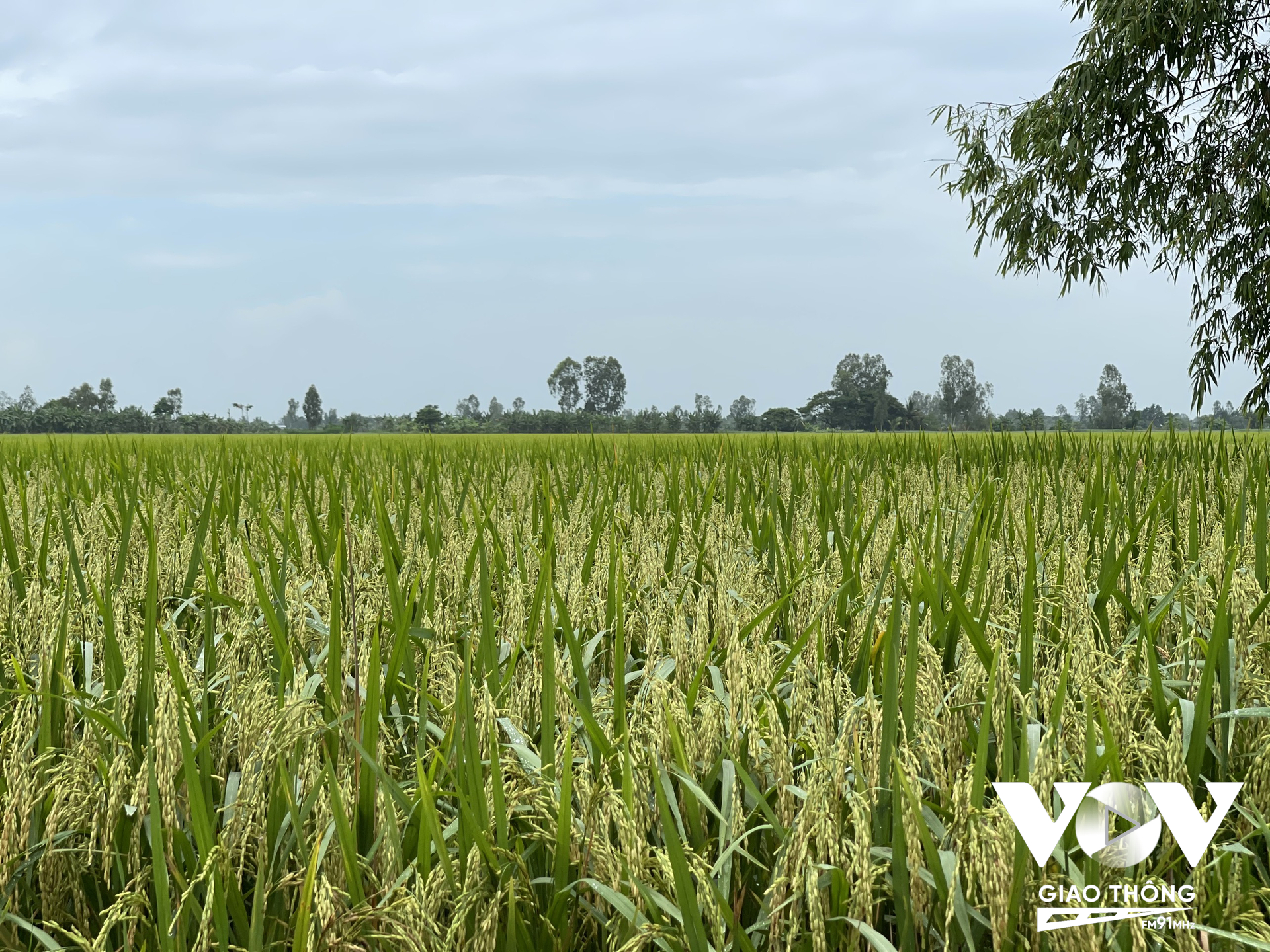 Việc tăng cường hoạt động của Nhóm công tác PPP (Đối tác công tư) ngành hàng lúa gạo sẽ thu hút đầu tư, công nghệ để nâng tầm thương hiệu gạo Việt