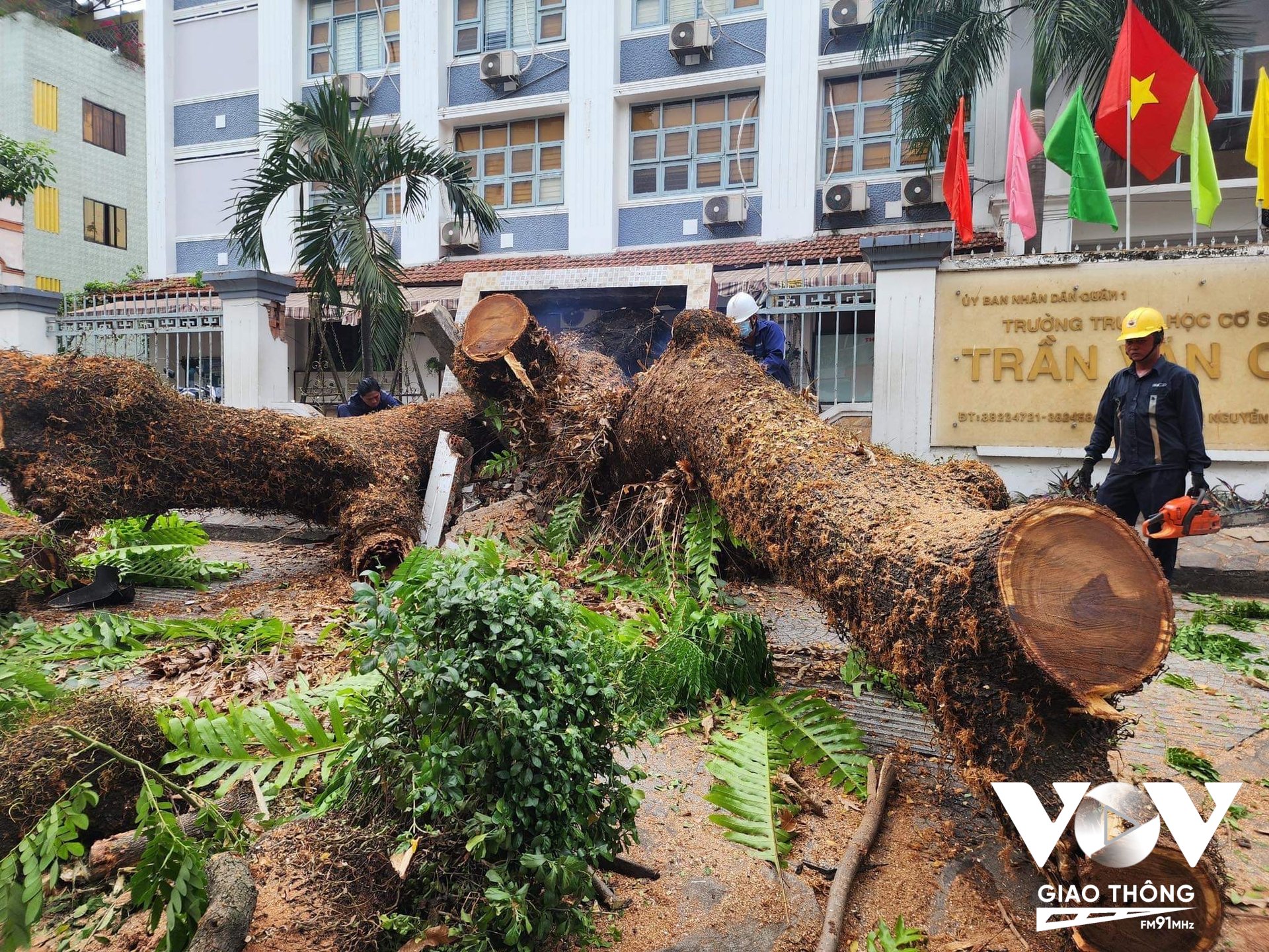 Ngày 03/4, cây xanh ngã đổ tại trường THCS Trần Văn Ơn, quận 1 (TP.HCM) khiến nhiều người bị thương. Ảnh: Hồng Lĩnh