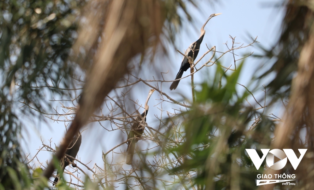 Vườn Chim Bạc Liêu năm nay có nhiều loài quay trở lại làm tổ sinh sản. Công tác phòng chống cháy rừng tại đây cũng được giám sát chặt vì đây là vườn chim nằm trong lòng thành phố. Nếu cháy, thiệt hại rất lớn.