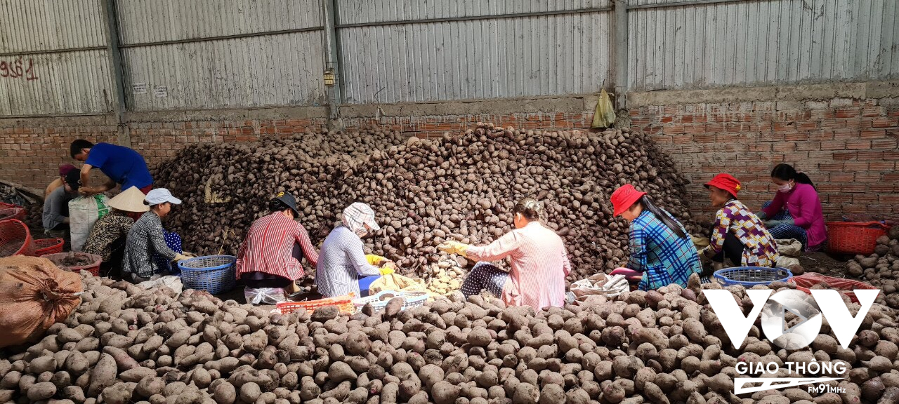 Tổng cục Hải quan Trung Quốc vừa thông báo có 13 cơ sở đóng gói và 70 vùng trồng khoai lang của Việt Nam được phép xuất khẩu chính ngạch sang thị trường này với sản lượng hàng năm từ 1,2 triệu đến 1,3 triệu tấn.