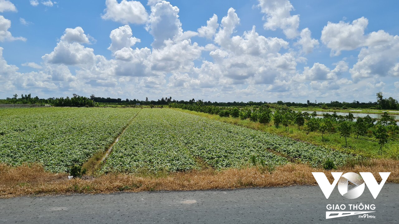 Nhiều hộ dân ở Vĩnh Long bắt đầu cải tạo diện tích để trồng lại khoai lang sau thời gian chuyển đổi cây trồng tạm thời
