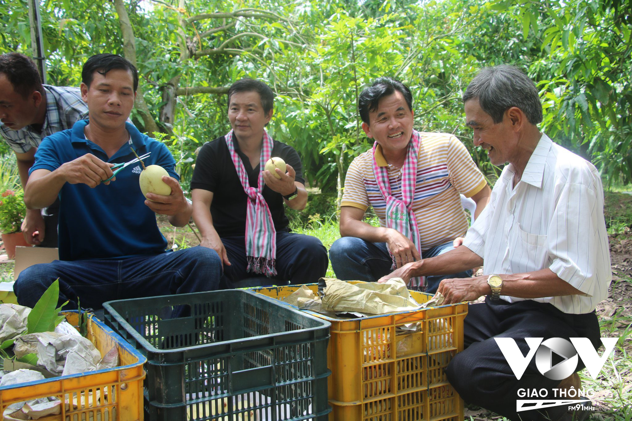 Khuôn khổ Lễ hội Xoài sẽ tổ chức các cuộc Famtrip kết nối các tour tuyến du lịch đến các vùng trồng xoài.