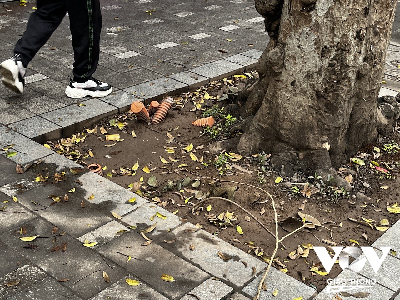 Đào gốc cây để lắp cáp ngầm là một trong những nguyên nhân gây ra chết cây xanh trên phố