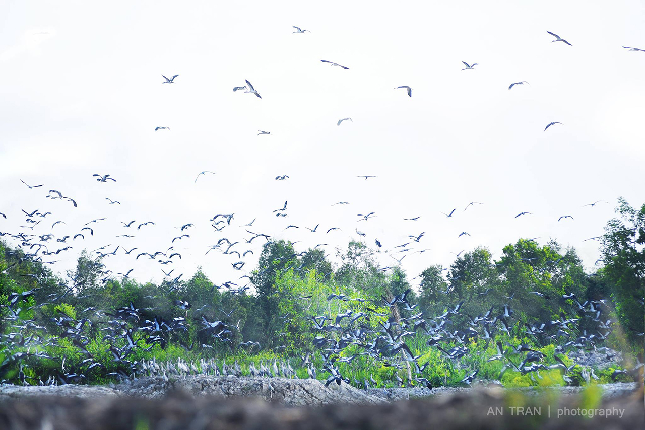 2023 được đánh giá là năm có nhiều cá thể chim, cò quay lại rừng vì môi trường sống đã cải thiện. Ảnh: An Tran Photography