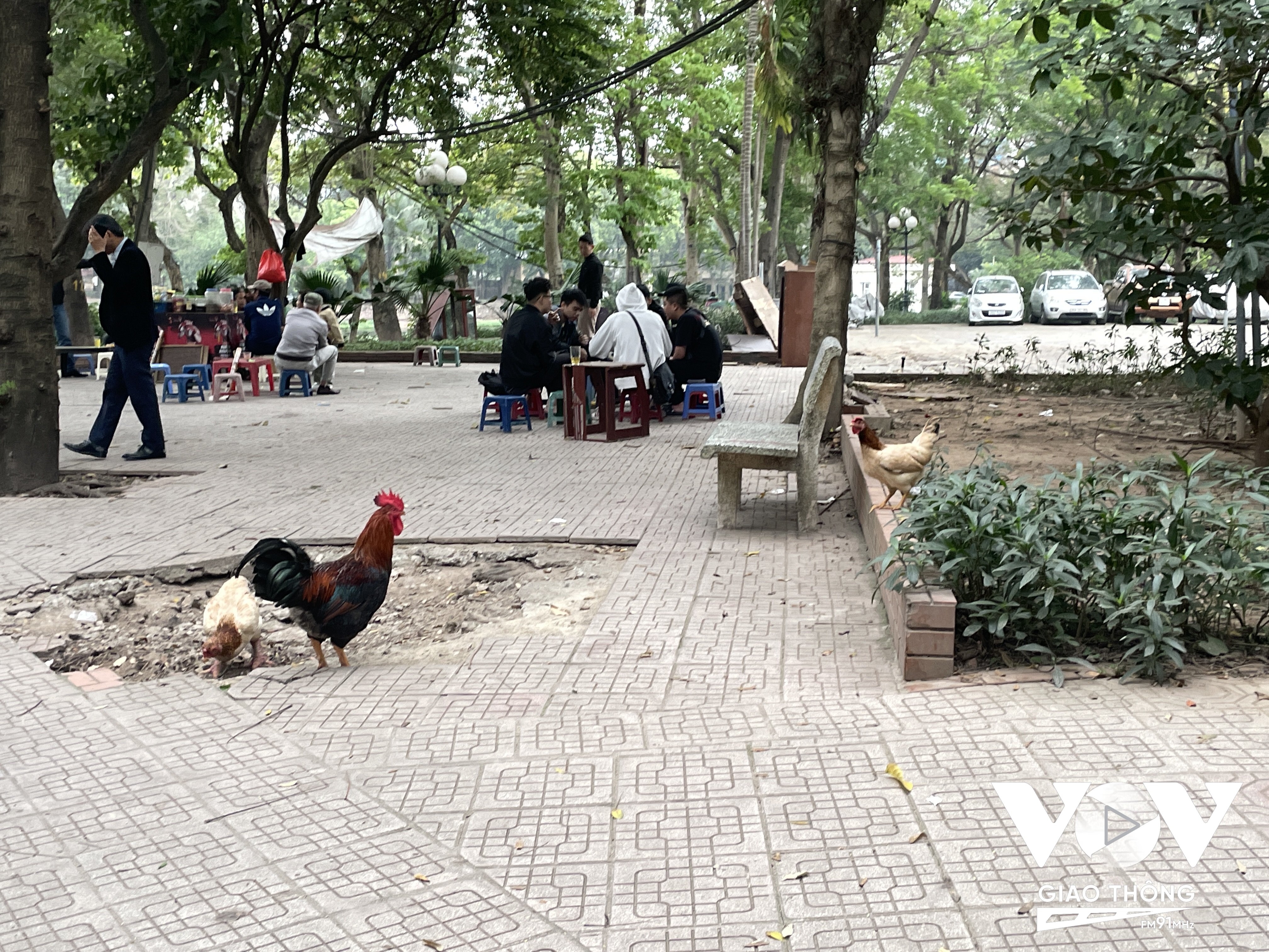 Nhiều người tận dụng phần đất trống trong công viên để nuôi gà
