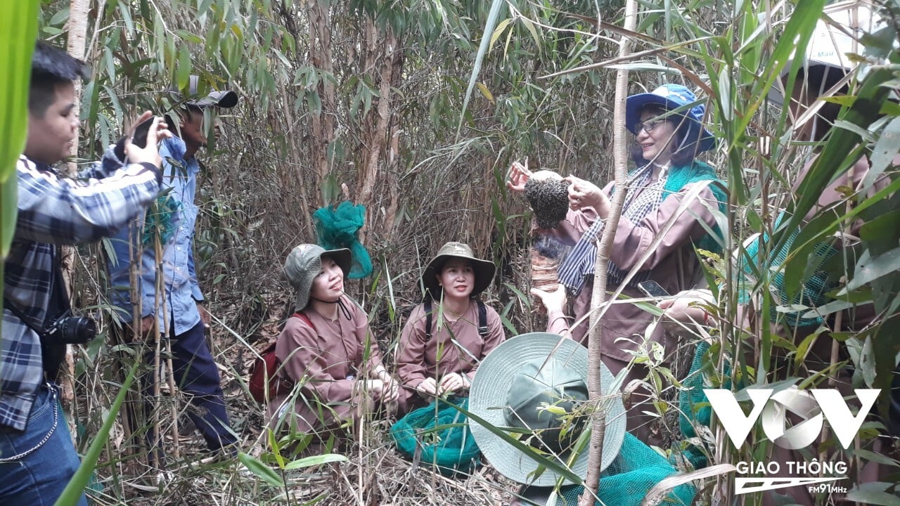 our trải nghiệm săn tổ ong mật dưới tán rừng U Minh Hạ - Cà Mau.