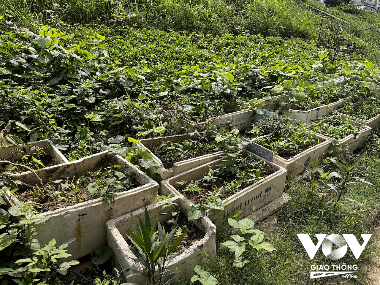 Bên cạnh việc 'canh tác' trên triền đê, nhiều gia đình cũng tận dụng thùng xốp để trồng rau