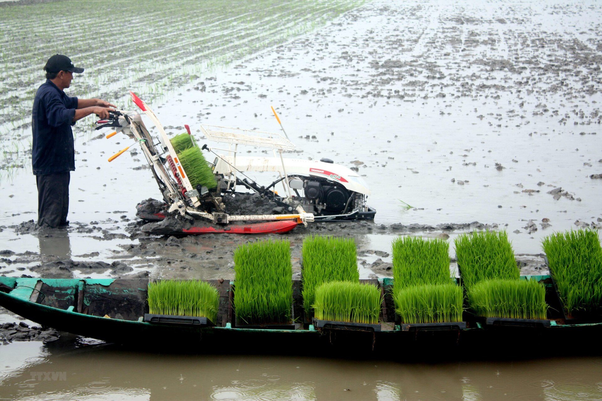 Tại các nước trồng lúa, khí nhà kính chủ yếu xuất phát từ nông nghiệp. (Ảnh: Kim Há/TTXVN)