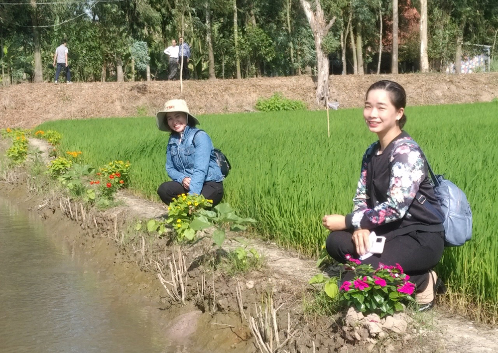 Trồng hoa ở ruộng lúa thu hút nhiều thiên địch có lợi, giảm sâu rầy gây hại (Nguồn ảnh: baoangiang.com.vn)