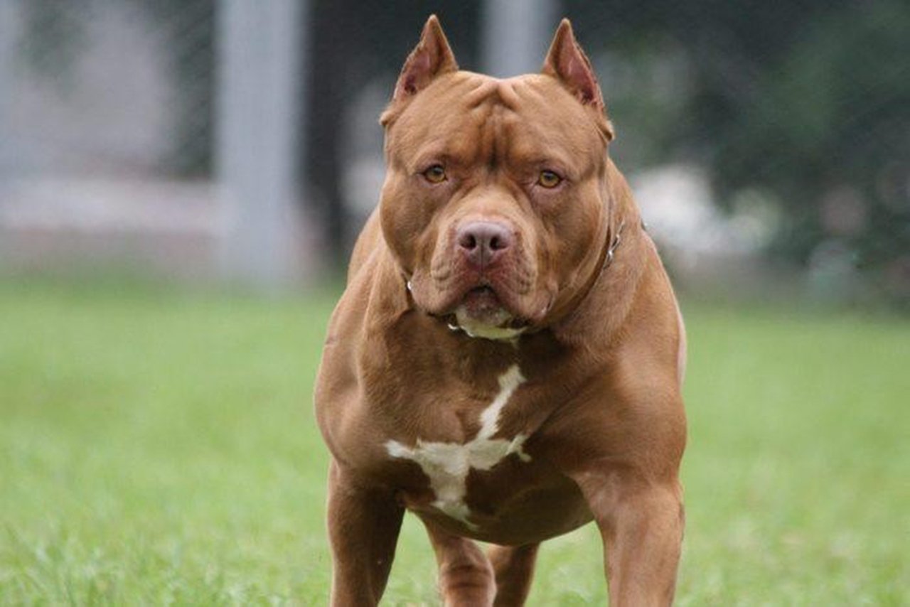Tổng hợp hình ảnh chó Pitbull đẹp nhất | Chó bully mỹ, Chó pitbull, Nòi  giống chó