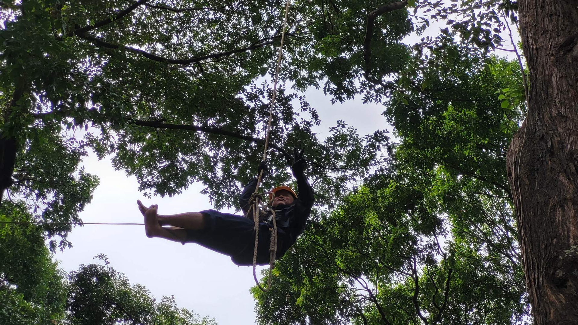 Sau 2 tiếng cắt tỉa cây sao đen ở độ cao 35m, người công nhân móc dây, người công nhân móc dây vào thân cây tạo một điểm tựa như ròng rọc thả tuột theo chiều thẳng đứng để tiếp đất.
