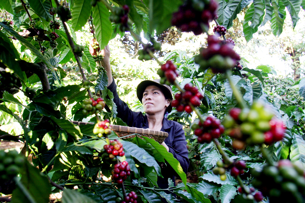 Sản xuất cà phê của VN sẽ không bị ảnh hưởng nhiều từ các quy định chống phá rừng của EU. Ảnh: Ngọc Thắng/Thanh Niên