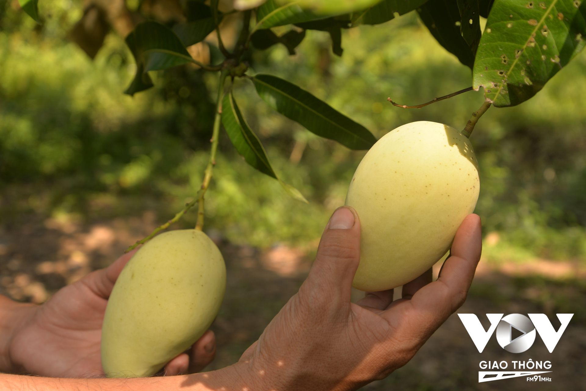 Đã đến lúc nông dân Việt cần áp dụng khoa học để sản xuất trái cây vừa sạch, ngon, đẹp để cạnh tranh với hàng ngoại