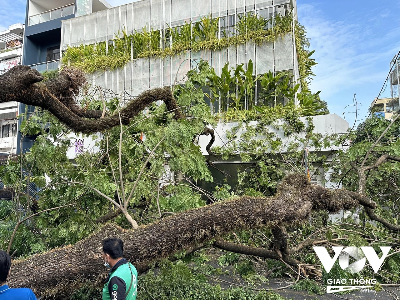Hiện trường vụ cây đổ hôm 3/4 tại trường THCS Trần Văn Ơn. Ảnh: Hồng Lĩnh