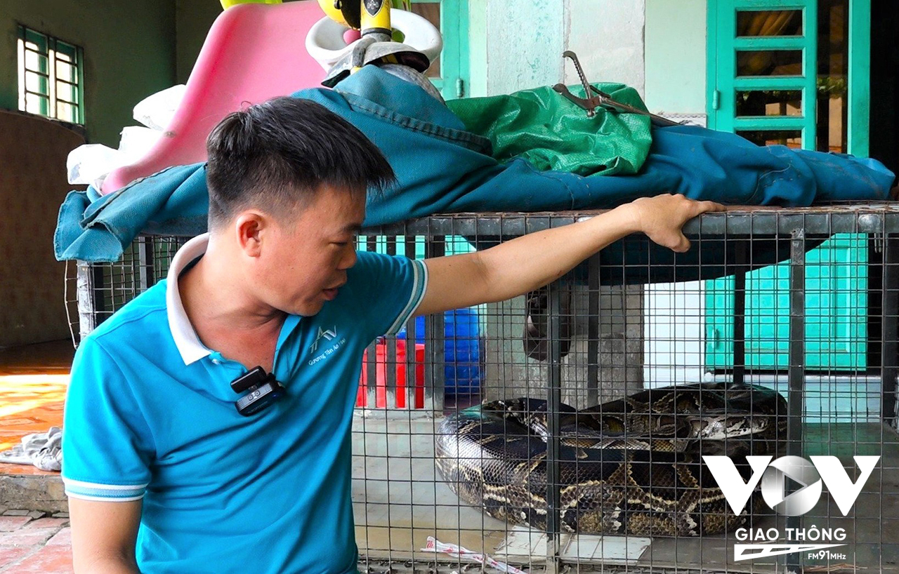 Anh Phạm Quốc Dũng bàn giao cho kiểm lâm “thú cưng” là 1 con trăn khủng nặng 58 kg.