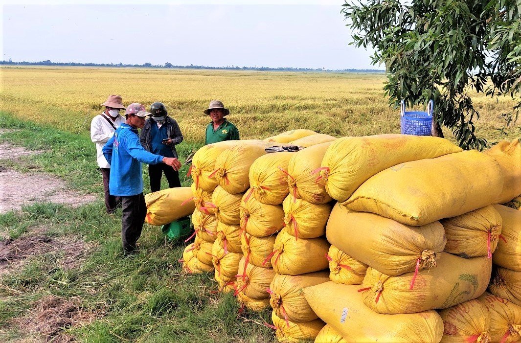 Hiện nay Bộ - Ngành tăng cường tiêu thụ lúa, gạo hàng hóa với giá có lợi cho người nông dân