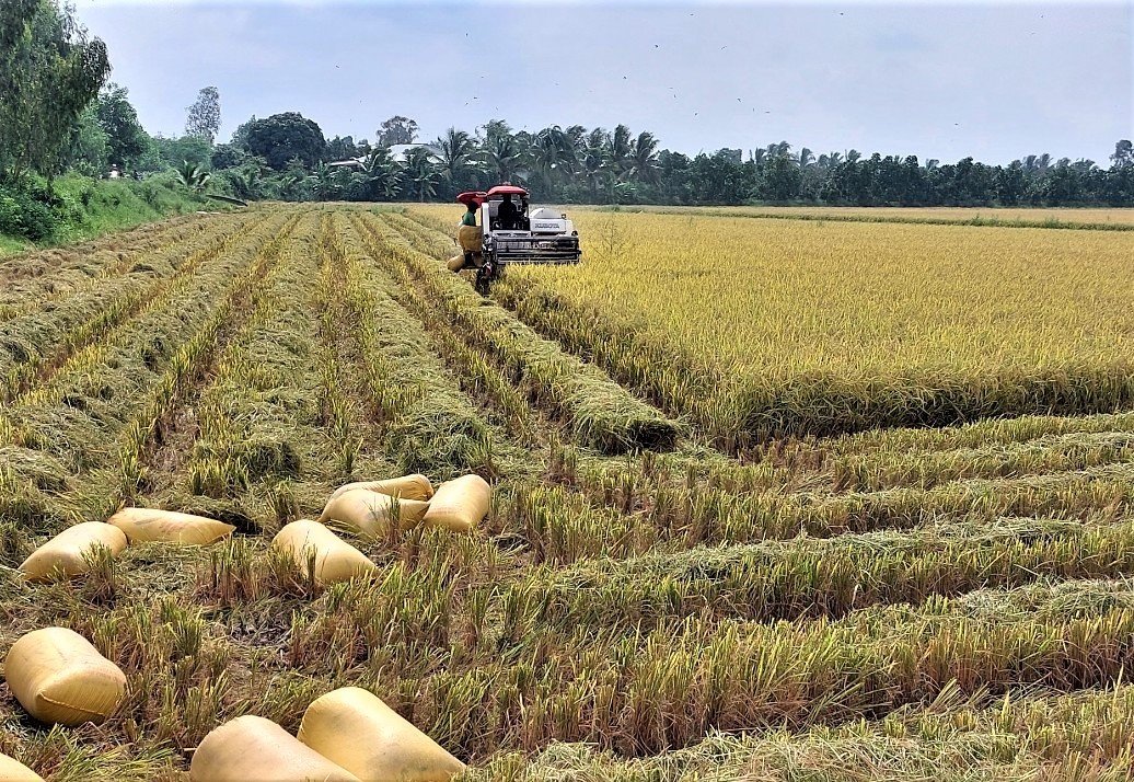 Bên cạnh tăng gia sản xuất - xuất khẩu và giữ vững thương hiệu gạo Việt thì đảm bảo an ninh lương thực là nhiệm vụ quan trọng nhất của ngành lúa -gạo Việt Nam