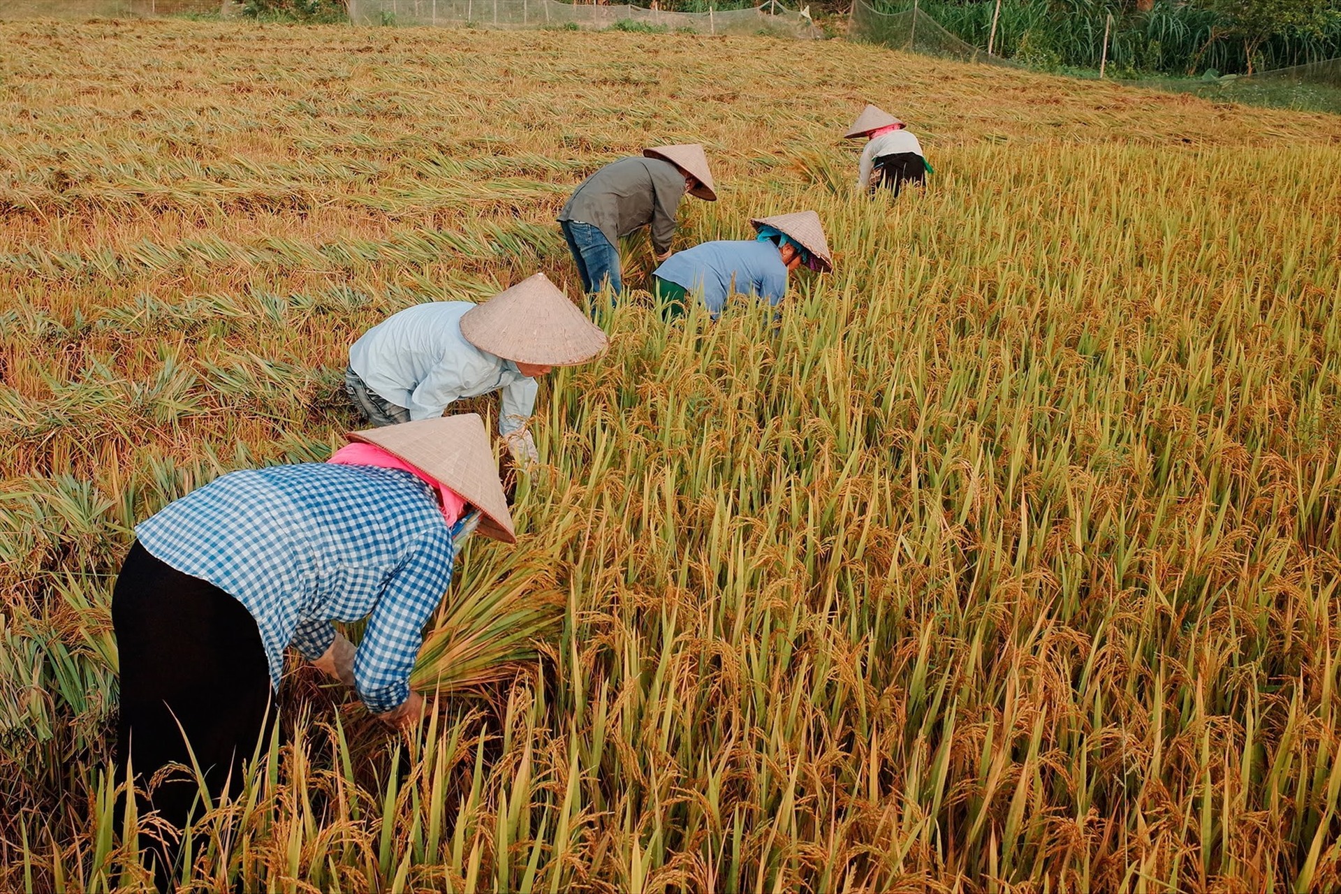 Việt Nam đang thực hiện các biện pháp đảm bảo mục tiêu sản xuất trên 43 triệu tấn lúa/năm. Ảnh: Lao động