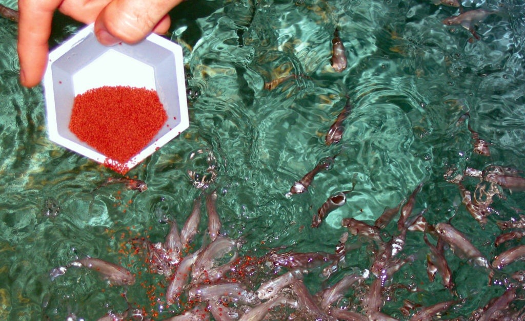 Sử dụng thuốc kháng sinh trong nuôi trồng thủy sản là điều không tránh khỏi. Ảnh minh hoạ