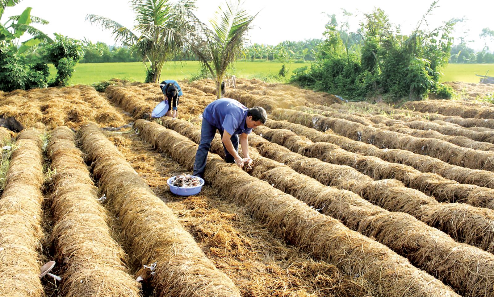 Ảnh minh họa (baocantho.com.vn)