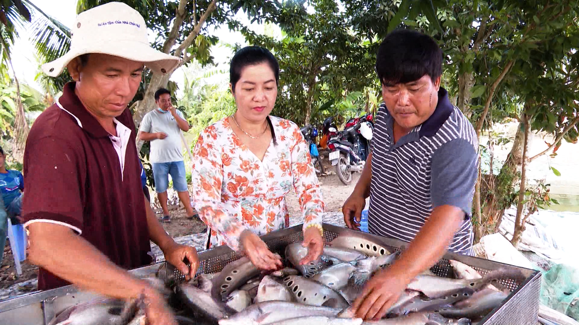 Cá thát lát Hậu Giang (ảnh: haugiangtivi.vn)
