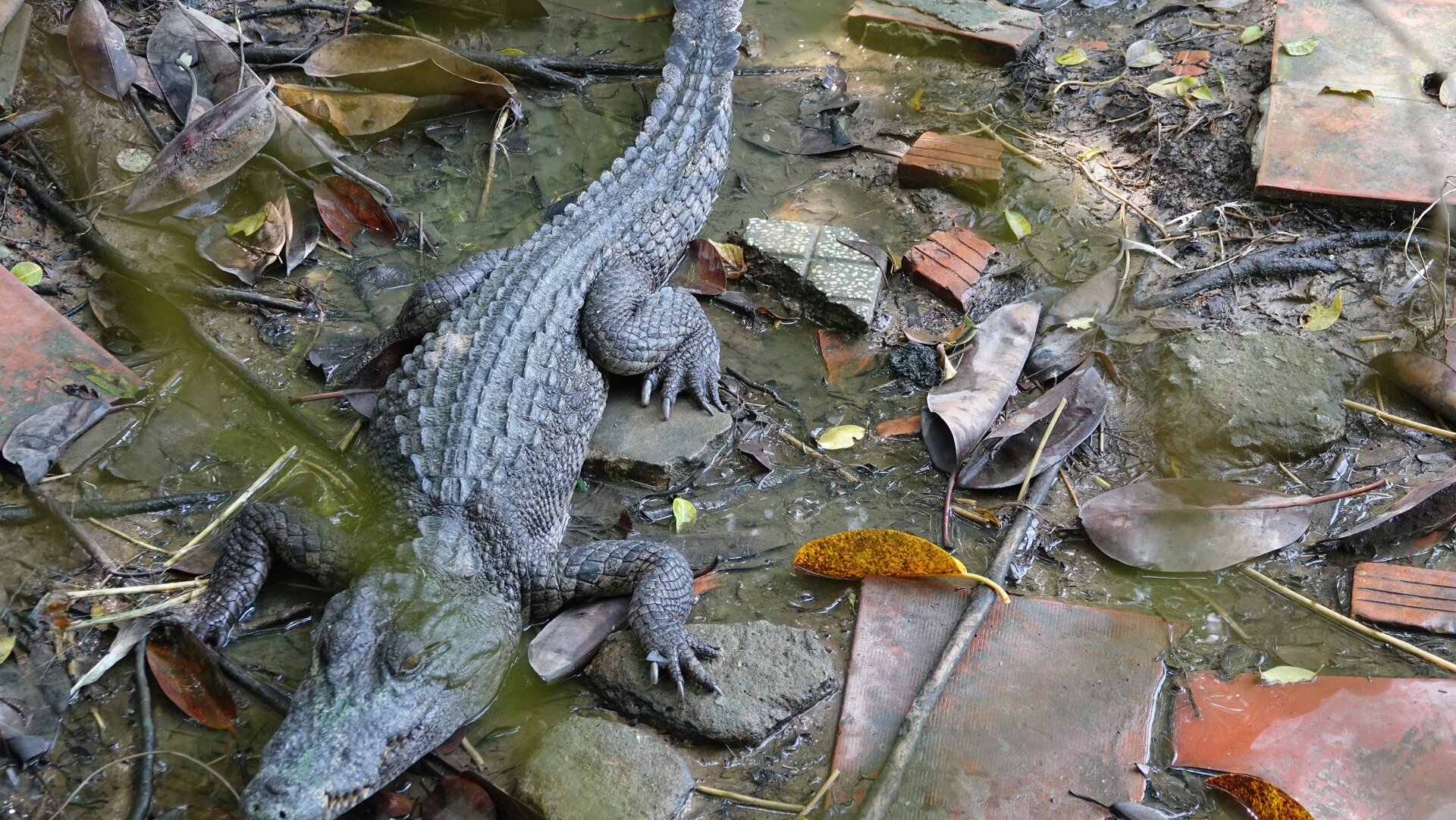 Những sự cố cá sấu xuất hiện ngoài tự nhiên thời gian gần đây được xác định là sổng chuồng từ các hộ gây nuôi. Ảnh minh hoạ