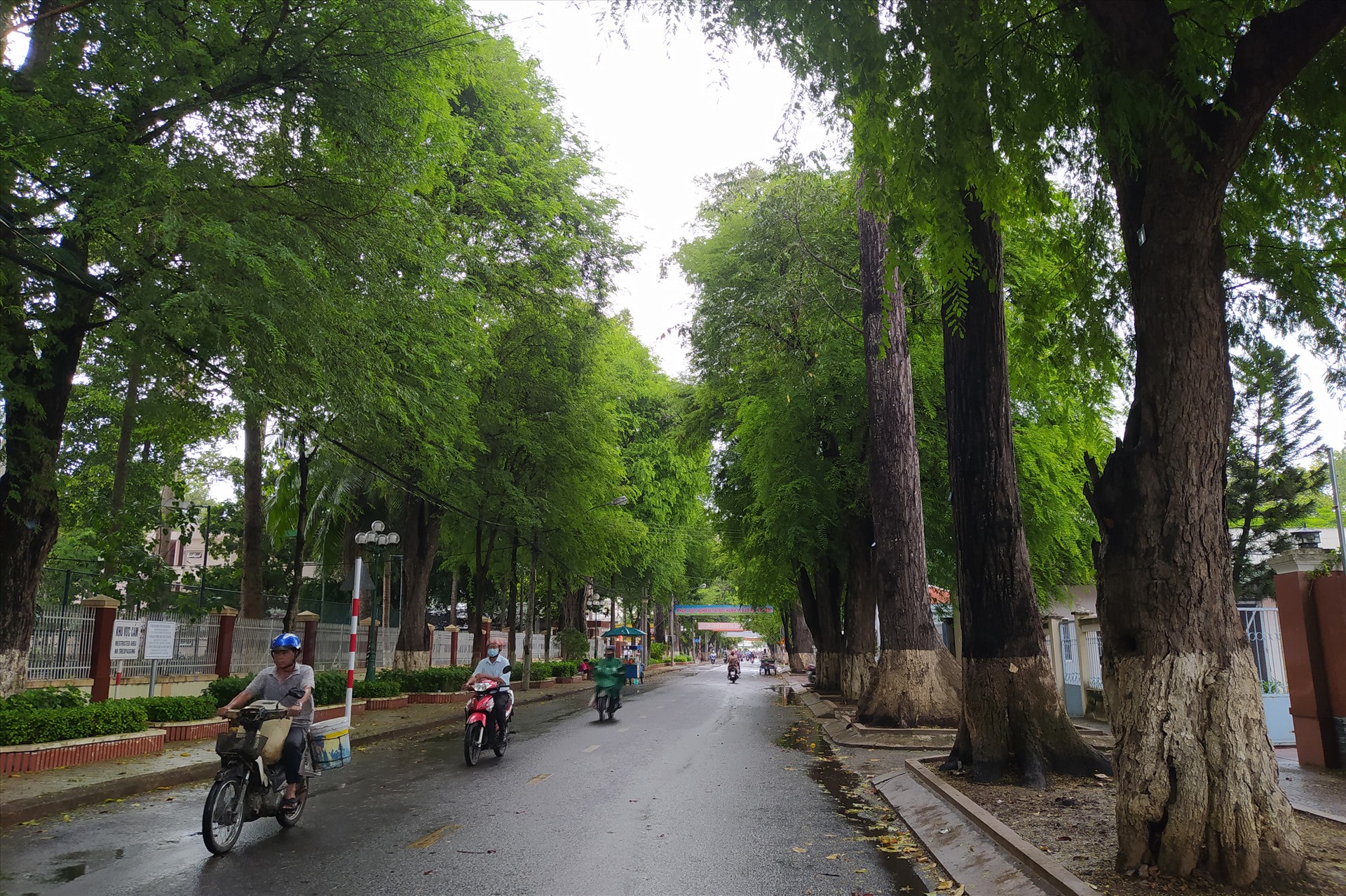 Đường Hàng Me trong nội ô thành phố Trà Vinh được xem là lá phổi xanh của thành phố này