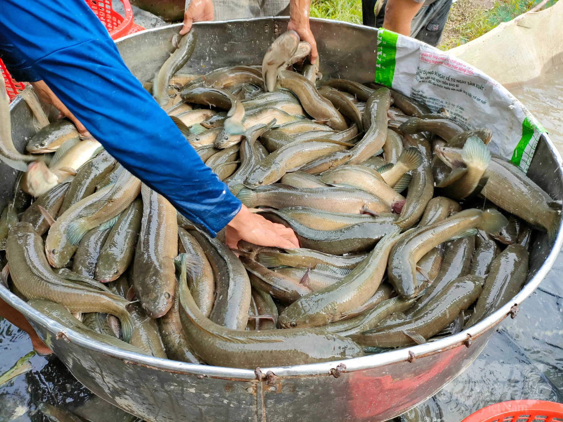 Hiện tại cá lóc nuôi tại Trà Cú đã tới lứa xuất bán nhưng giá thấp nên nhiều nông dân còn 'neo cá' chờ giá ( Ảnh: Báo Nông Nghiệp Việt Nam)