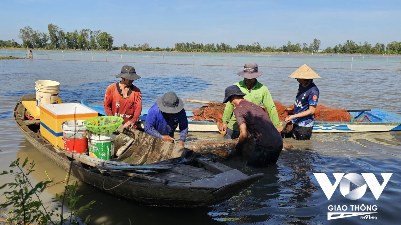 Nông dân miền Tây tất bật thu hoạch cá ruộng. (Ảnh: Nhật Minh )