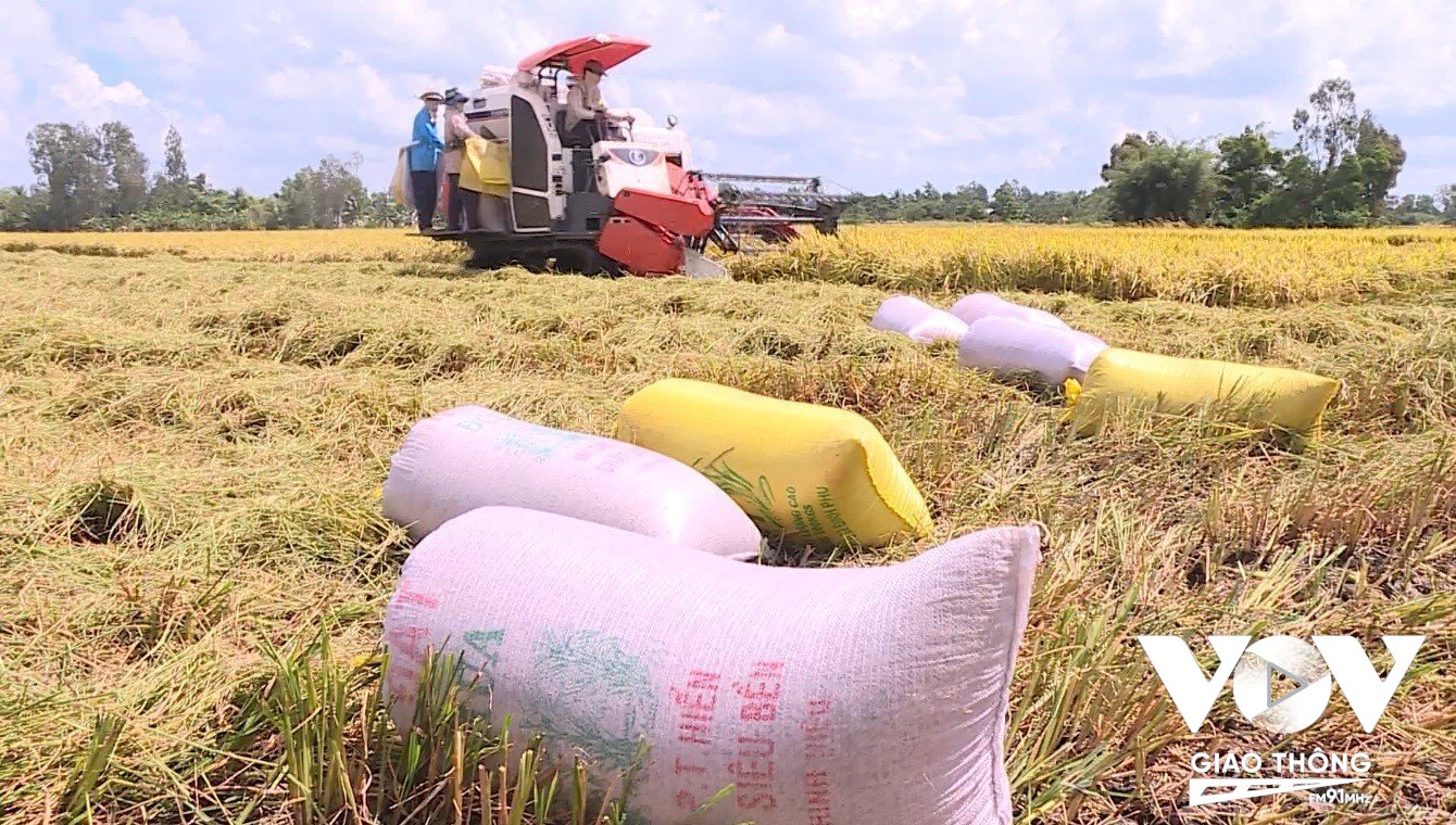 Lợi nhuận người trồng lúa cao hơn nhờ giá gạo tăng (Ảnh:Thanh Phê)