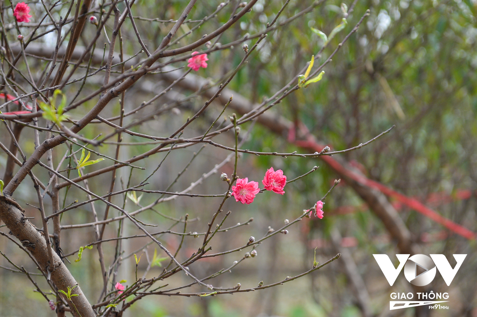 Một số cành đào thời điểm này cũng đã nở một vài bông hoa.