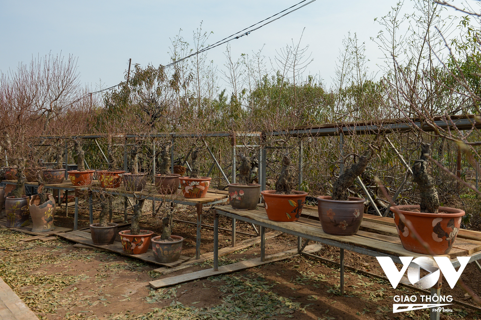 Năm nay, nhiều nhà vườn tại làng đào Nhật Tân đã tạo nhiều sản phẩm đào chơi tết mới, đủ kích cỡ từ to đến nhỏ. Chậu trồng đào cũng được nhà vườn lựa chọn nhiều mẫu từ chậu đất, chum,...đến các loại chậu xi măng tự làm.