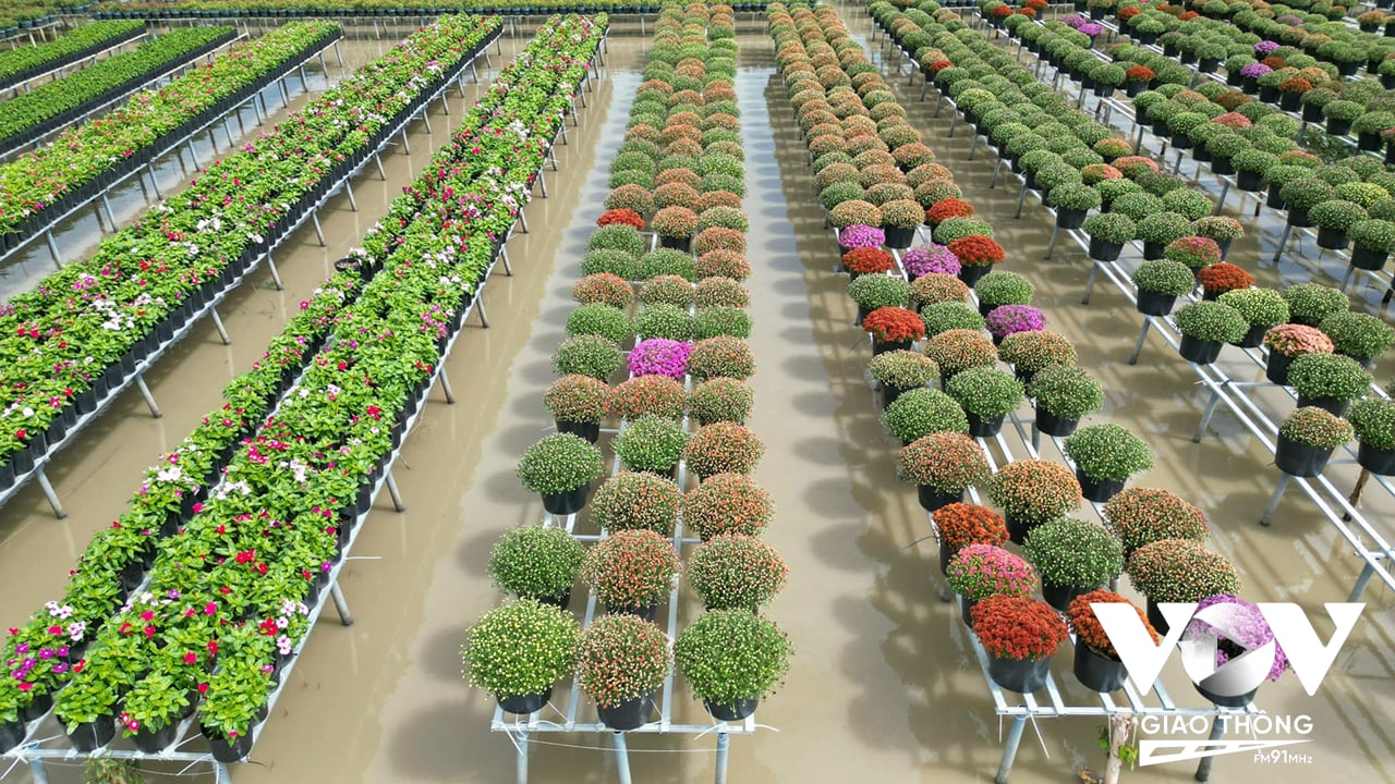 Phục vụ cho Festival hoa – kiểng, UBND TP sa Đéc đã đặt hàng nông dân trồng 200.000 giỏ hoa có hợp đồng bao tiêu