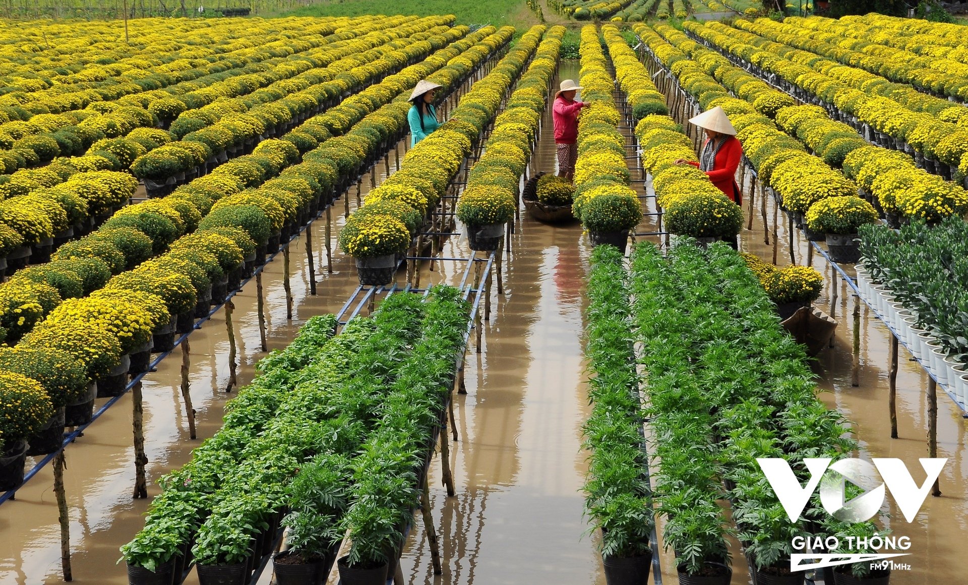 Sa Đéc có diện tích trồng 3.000 hecta với hơn 2.000 chủng loại, sản phẩm thành công nhất của làng nghề là Cúc mâm xôi
